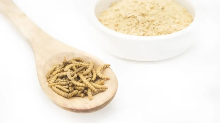 Allerta farina di larve: ecco in quali alimenti viene utilizzata